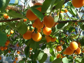 杏树修剪的方法有哪些，杏树如何修剪